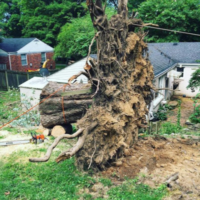 dts tree and stump removal, 37201 Nashville TN