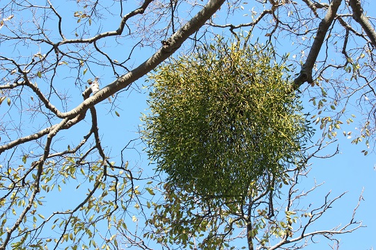 Mistletoe growing in a tree