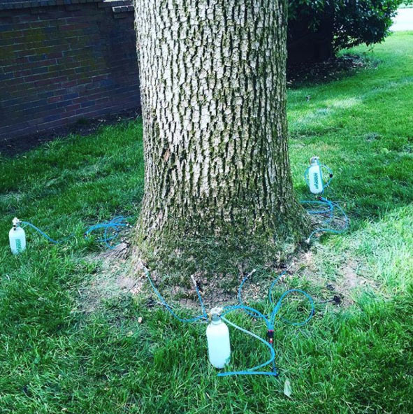 Deep root fertilizer injection at base of tree