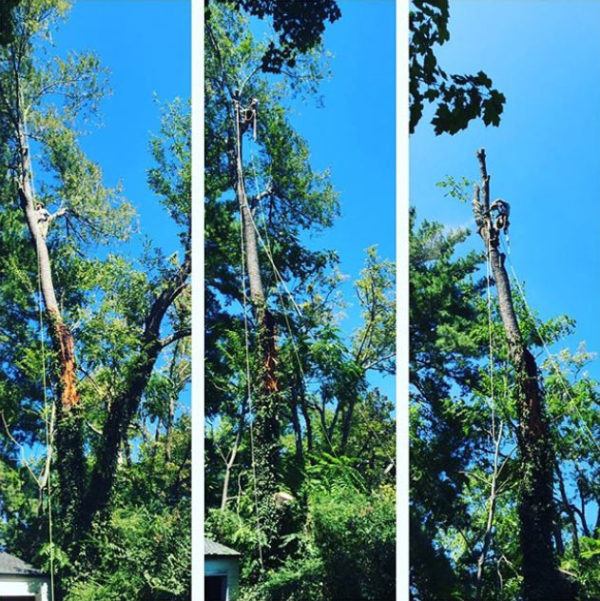 Technical tree removal — arborists working in tall trees