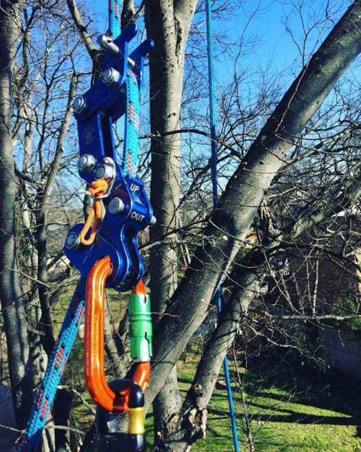 Tree cabling and bracing installation